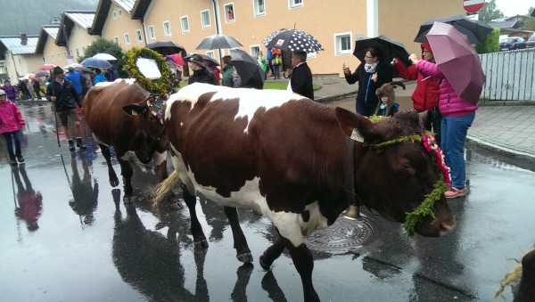 Schöne Kühe haben die da