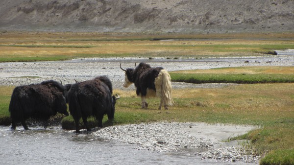 IMG_1837.JPG (352.14 KiB) 4460 mal betrachtet IMG_1837.JPG