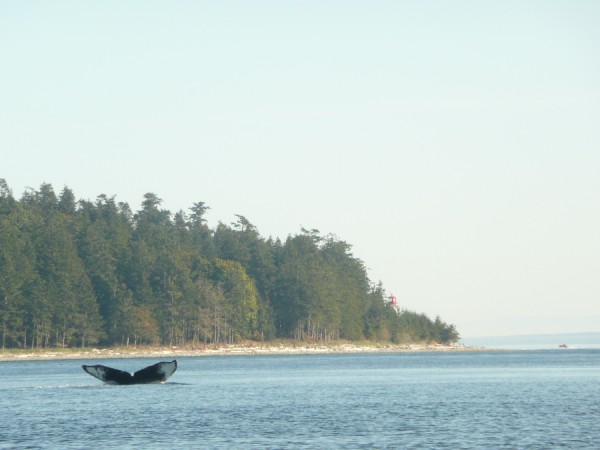 20120907-1533-Ich tauch' ab.JPG