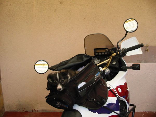 16. Mika im Tankrucksack 23.11.2001.jpg