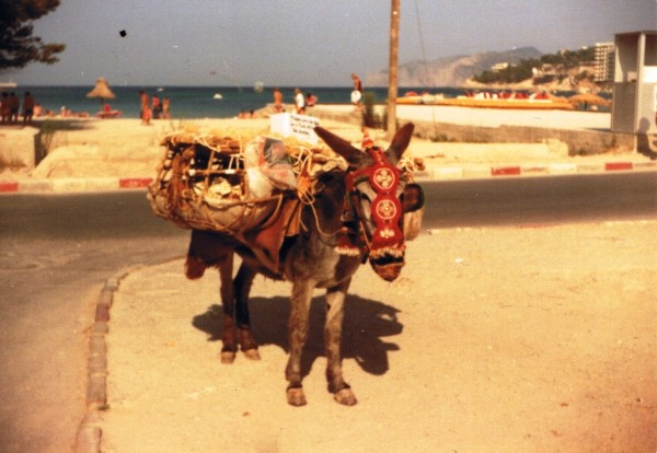 Im Sommer auf Malle (ECHTE Alternative)