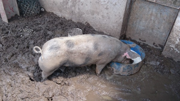 Schwein.JPG