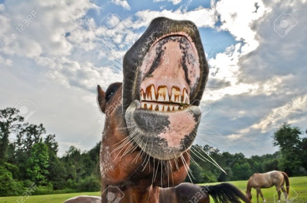 15621705-Pferd-macht-ein-lachendes-Gesicht-und-zeigt-Z-hne-Lizenzfreie-Bilder.jpg