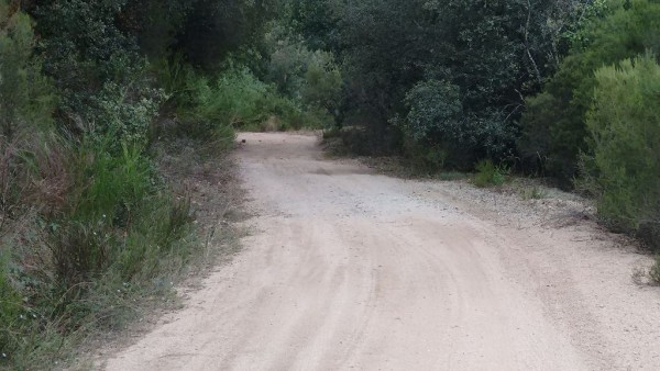 Panta de Susqueda4.jpg