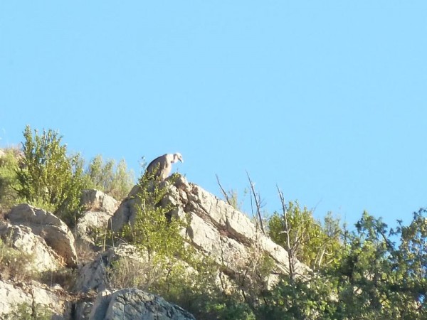 41.Hungriger Geselle.JPG