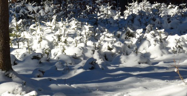0-Wald.JPG