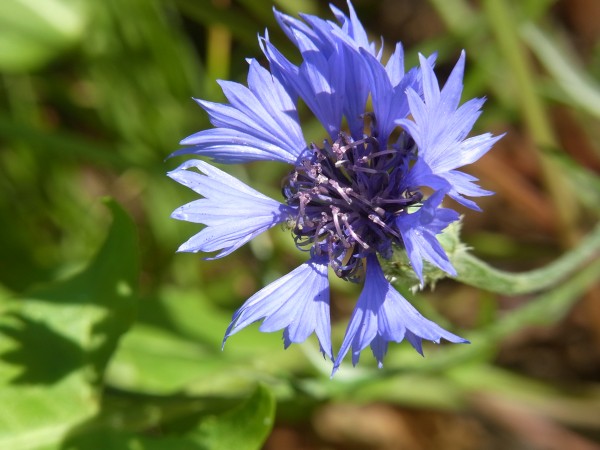 immer wieder zu sehen am Feldesrand, das Blau der Kornblumen...