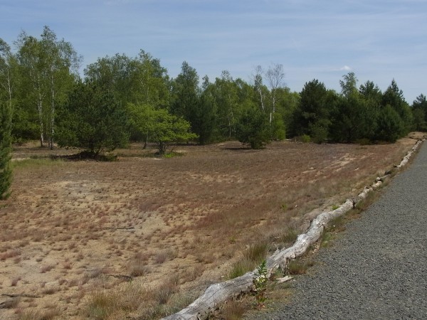 auch in Lieberose... dürres, rosa Steppengras...