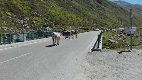 Timmelsjoch und seine Kühe