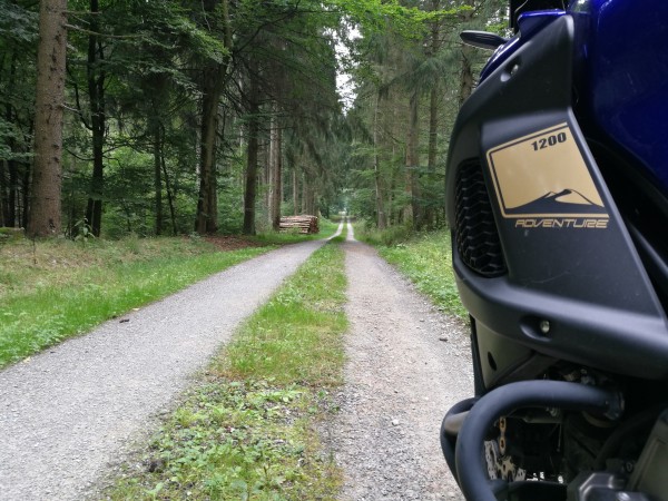 Gestern, irgendwo im Wald ...