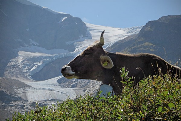 kuh-gletscher.jpg