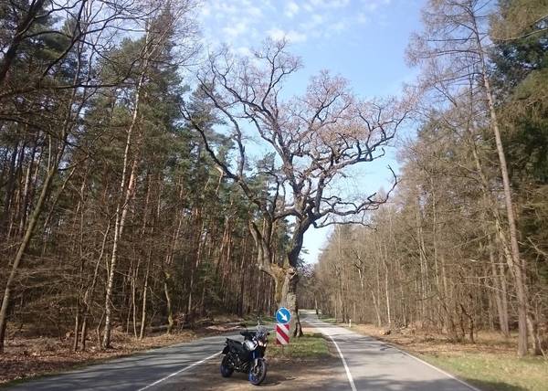 DSC_0438.JPG (600.51 KiB) 3456 mal betrachtet Baum oder Straße? Die Straßenbauer in der Nähe von Bad Wilsnack haben beides unter einen Hut bekommen.