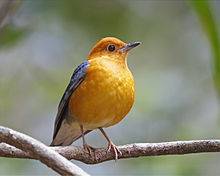 1 Zoothera_citrina_-.jpg
