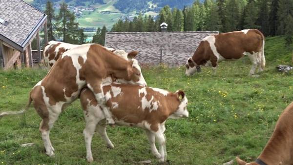 Auf der Alm gibt´s kein Sünd o. Immer das gleiche Luder (3).jpg