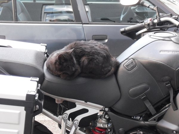 auch Katzen mögen die XT