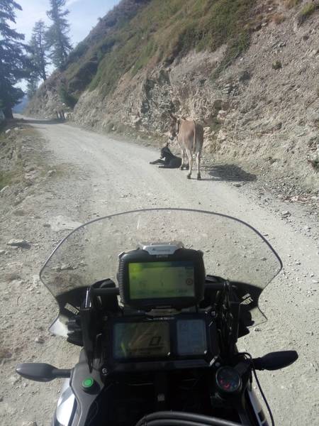 IMG_20180924_120223.jpg (453.86 KiB) 2688 mal betrachtet Heute nur Esel auf der Assietta unterwegs