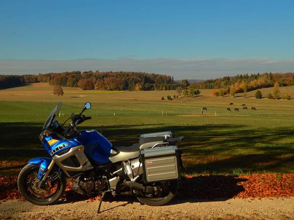 Am Waldrand entlang mir Ausblick auf Pferd´s