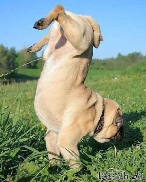 15153-akrobatisch-pinkeln.jpg (50.88 KiB) 2730 mal betrachtet So machen es die Pleger allerdings nicht!