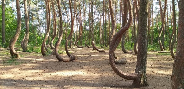 20190604_160630.jpg (489.81 KiB) 2967 mal betrachtet 53°12'49.6"N 14°28'31.5"E