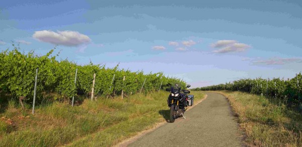 _20190709_192032_Weinberg.jpg (281.59 KiB) 3289 mal betrachtet in den Weinbergen bei Markelsheim