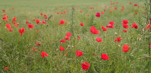 20200608_124715_Mohn1.jpg (294.95 KiB) 2277 mal betrachtet einfach nur schön
