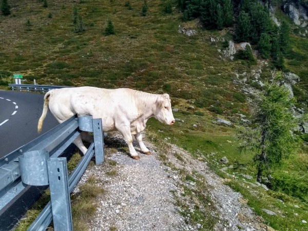 Wie z. B. die arme Kuh, welche sicherlich von einem zu lauten Biker flüchten wollte...