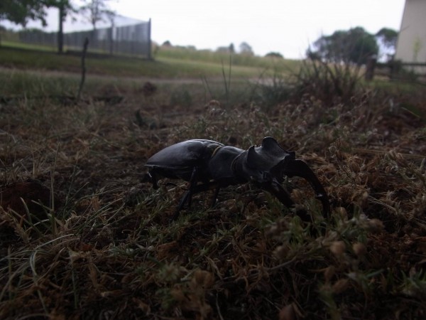 ein panzer anderer art, einer auf 6 beinen hier entdeckt beim päusschen...