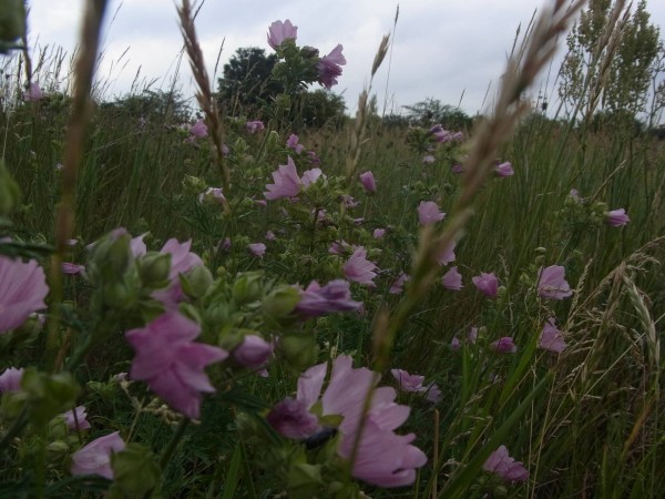 blumenmeer überall...