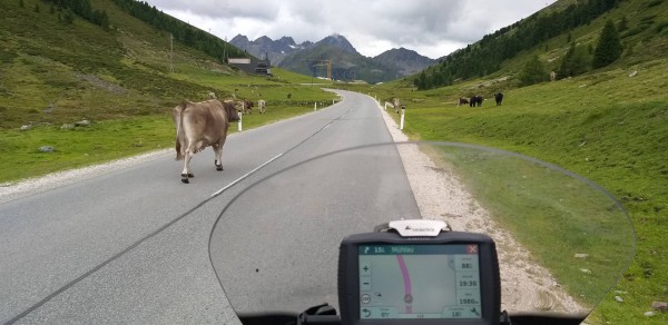 Kühtai und Kühe