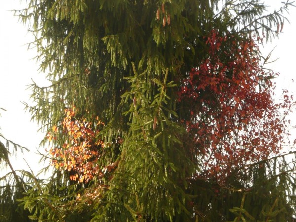 Herbstbraune Fichte.JPG (290.15 KiB) 3430 mal betrachtet Herbstliche Fichte