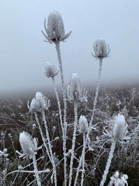 Andere Seite der Natur
