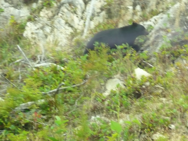 Schwarzbär