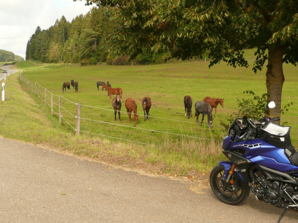 220930-Edles.JPG (334.36 KiB) 3095 mal betrachtet Elegante junge Rösser