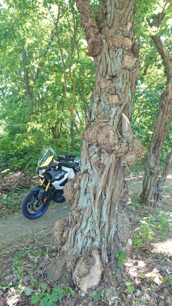 DSC_0309.JPG (873.71 KiB) 3861 mal betrachtet Der hat schon was erlebt