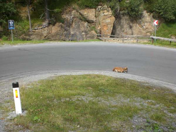 Tierischer &quot;Kehren&quot;-Besucher