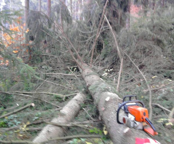 nach dem Fällen müssen die Äste runter